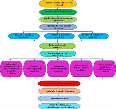 Rational design of a novel multi-epitope peptide-based vaccine against Onchocerca volvulus using transmembrane proteins